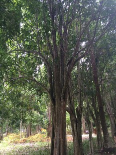 三亚茂密树林中的高大树木