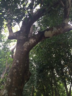 三亚粗壮古树枝繁叶茂