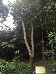 三亚茂密树林中的自然景致