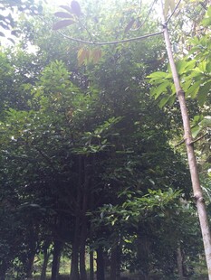 三亚阳光照耀下的茂密树林