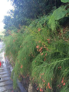 三亚水边葱郁绿植景观