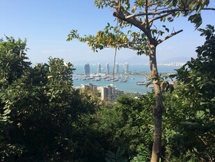 三亚林间远眺城市风光