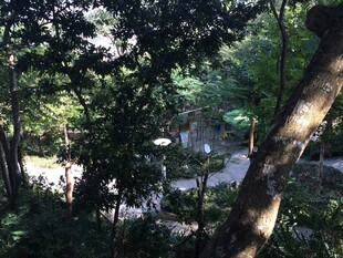 三亚林间小道 静谧自然景致