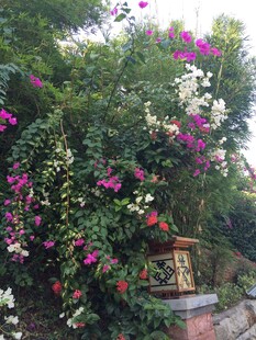 三亚繁花簇拥的户外景致