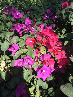 三亚多彩三角梅绽放美景