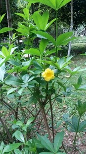 三亚绿叶间的明艳黄色花朵