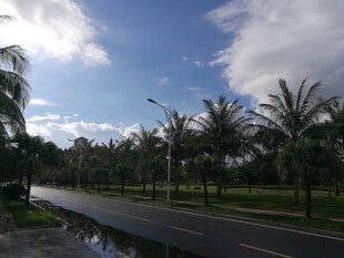 三亚椰树成排的宽阔道路