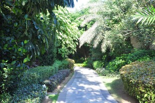 三亚林间幽径 绿意盎然的景致