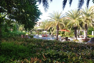 三亚热带园林景观 绿植繁茂