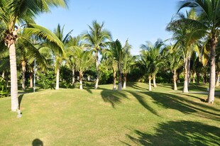 三亚热带椰林草地风光