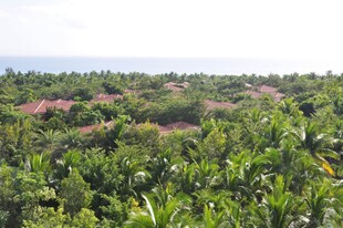 三亚繁茂的热带植物景观