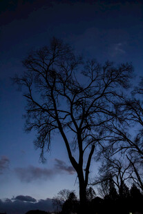 三亚夜幕下的孤树剪影