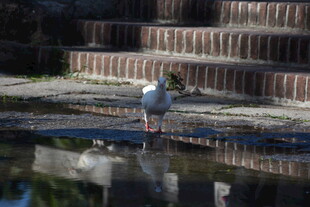 三亚水边白鹭于石阶旁觅食