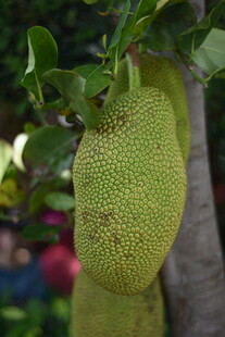 三亚树上的大颗菠萝蜜果实