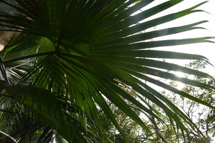 三亚棕榈树叶特写