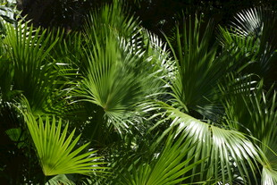 三亚翠绿繁茂的热带棕榈植物