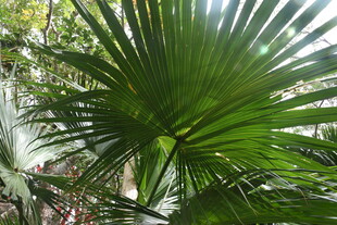 三亚大型扇形棕榈叶 绿意盎然