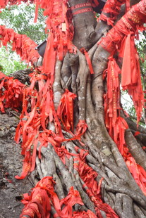 三亚祈福红绸缠绕的古老大树