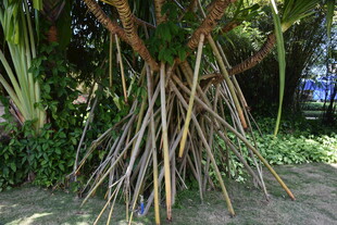 三亚奇特根系的树木景观