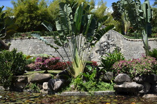 三亚庭院绿植景观 生机盎然