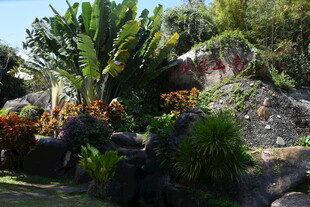 三亚热带岩石旁的多样绿植景观