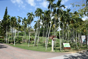 三亚热带棕榈林景观