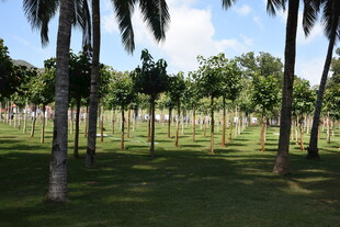 三亚绿意盎然的林间草地