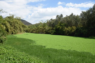 三亚翠绿田野间的自然美景