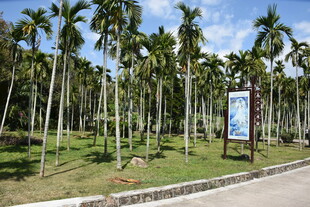 三亚椰林景观 路旁绿意盎然