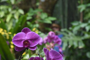 三亚紫色兰花绽放于绿植间