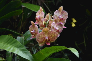 三亚粉色兰花绽放