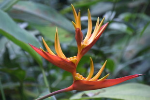 三亚艳丽蝎尾蕉花朵特写