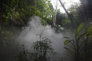 三亚雨林迷雾中的植物景观