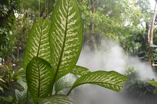 三亚雨林中带雾的翠绿植物