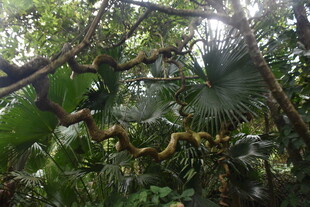 三亚繁茂丛林中的虬曲树枝