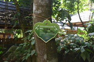 三亚树上心形标识牌展示信息