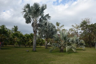 三亚户外绿意盎然的热带植物景观