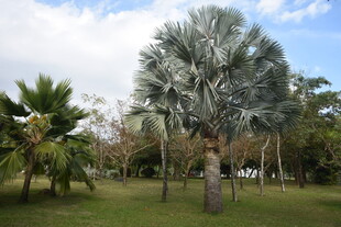 三亚户外草地中的高大棕榈树