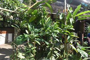 三亚繁茂绿植环绕的户外场景