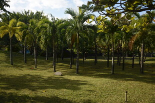 三亚绿意盎然的公园树林景观