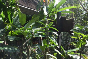 三亚丛林中的小屋