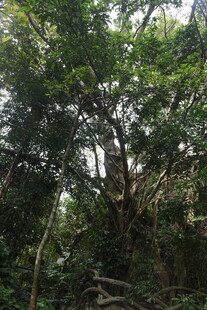 三亚茂密丛林中的繁茂树木