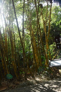 三亚阳光照耀下的茂密竹林