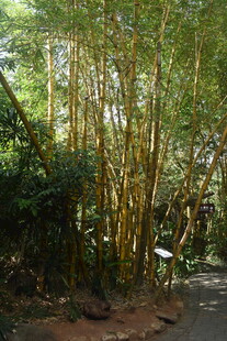 三亚竹林小径 清幽自然之景