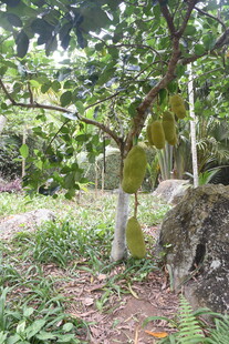 三亚果园中的菠萝蜜树