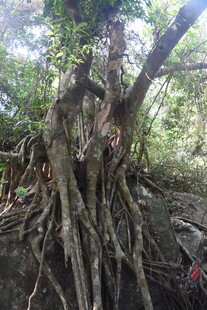 三亚盘根错节的古老树根