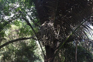 三亚茂密丛林中的高大棕榈树