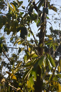 三亚枝叶繁茂的树木景象