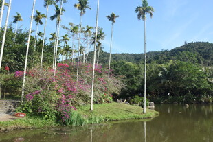 三亚湖畔椰林繁花美景
