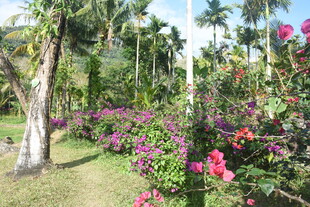 三亚热带花园中的缤纷花卉